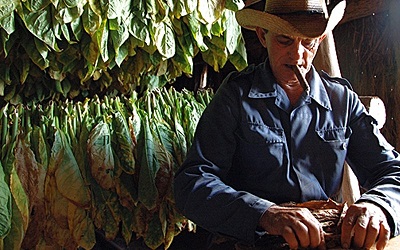 Tobacco farming